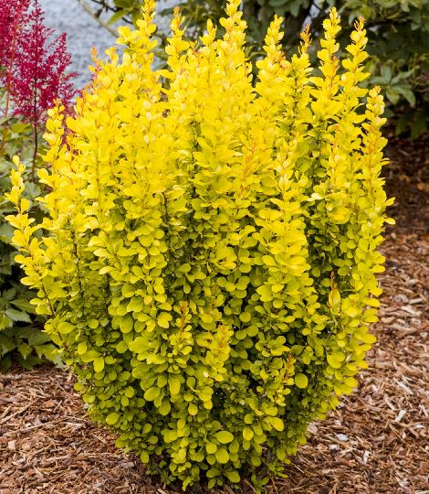 Berberis thunbergii ´Maria´